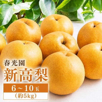 【2026年9月中旬より順次発送予定】春光園 新高梨 6～10玉 (約5kg)(うきは市)