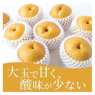 【2026年9月中旬より順次発送予定】春光園 新高梨 6～10玉 (約5kg)(うきは市)