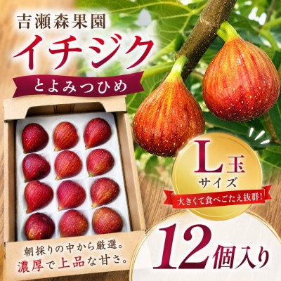 【2026年8月上旬-9月下旬発送予定】吉瀬森果園 イチジク(とよみつひめ)L玉 12個入り