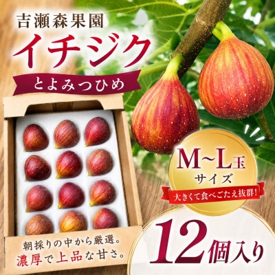 【2026年8月上旬-9月下旬発送予定】吉瀬森果園 イチジク(とよみつひめ)M～L玉 12個入り