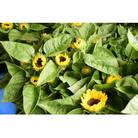 【2026年発送】ひまわり(切り花3種類)合計30本