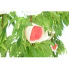 【2026年発送】田舎館村産　桃(まどか)2kg