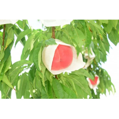 【2026年発送】田舎館村産　桃(まどか)5kg