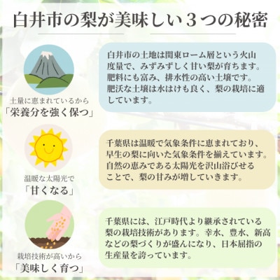 【2026年産】しろいの梨(豊水)5kg (2026年8月中旬から9月上旬発送)