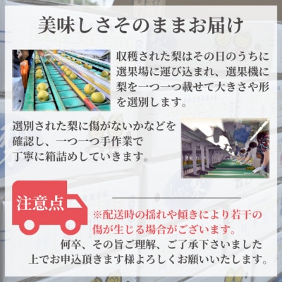 【2026年産】しろいの梨(豊水)5kg (2026年8月中旬から9月上旬発送)