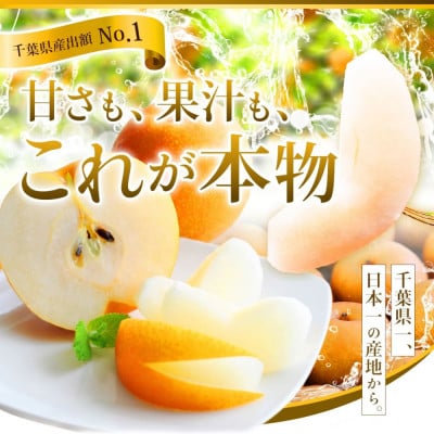 【2026年産】しろいの梨(あきづき)5kg (2026年9月上旬～下旬発送)