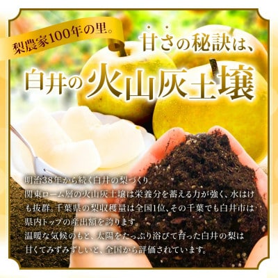 【2026年産】しろいの梨(あきづき)5kg (2026年9月上旬～下旬発送)