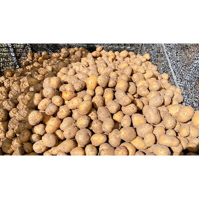 【新じゃが】恵庭産インカのめざめ混合14kg