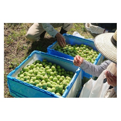 ミツバチが育てた梅とはちみつの梅酒 300ml 3本セット