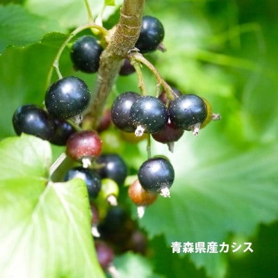 青森県産カシス使用　カシスパウダー　1袋(100g入り)