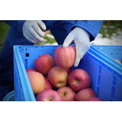 【2026年2月発送予定】平均糖度13度以上! サンふじ 約5kg 訳あり