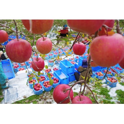 【2026年3月発送予定】平均糖度13度以上! サンふじ 約10kg 訳あり