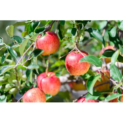 【26年9月順次発送】平均糖度12度以上! 葉とらずサンつがる 約5kg 訳あり 青森県産りんご