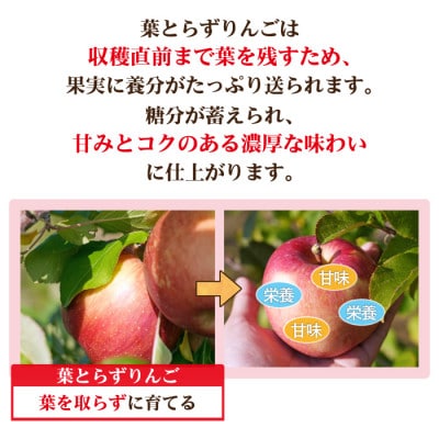 【26年11月から順次発送!】青森県産 りんご 葉とらずサンふじ 訳あり家庭用 約5kg