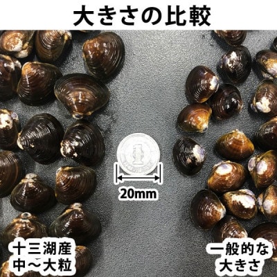 鰺ヶ沢の生干しイカ(2枚)と、十三湖産しじみ(4袋)セット