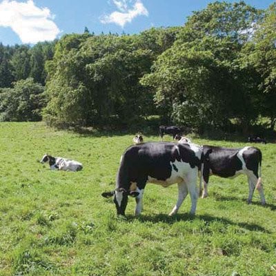 飲むヨーグルト・ザ プレミアム 900ml×6本セット 乳酸菌が1テラ個の濃厚のむヨーグルト