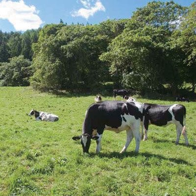 飲むヨーグルト 900ml×6本セット 乳酸菌が1テラ個の濃厚のむヨーグルト