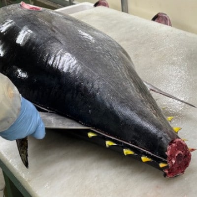 青森産　天然本マグロ　たたき