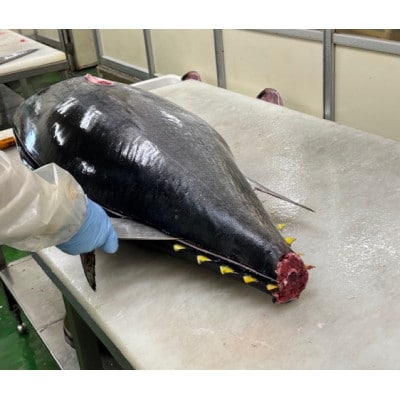 青森産　天然本マグロ　切り落とし