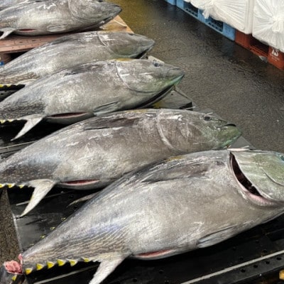 【市場直送!】青森産天然本マグロ 中トロ まぐろ (1柵/約200g)