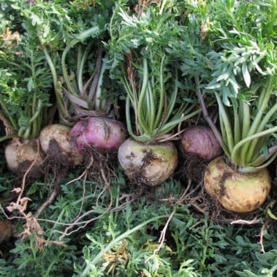 薬膳酒用乾燥マカ 25g入