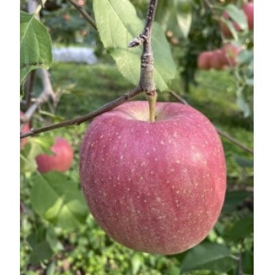 【さとふる限定】らかん林檎石鹸　1個(75g)