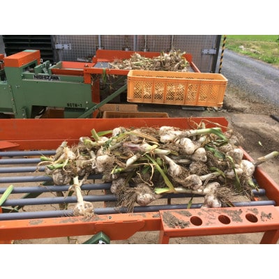 青森県産ホワイト六片種にんにく 1kg 中・小玉 (贈答用)