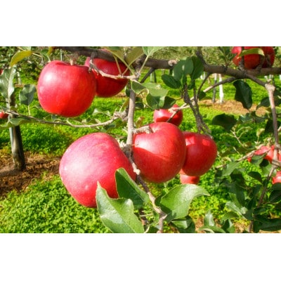 りんごジュース　250g×12本