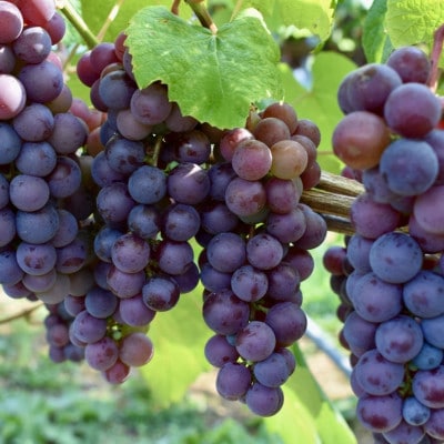 PURE & ZERO 無添加スチューベンジュース〈ストレート〉