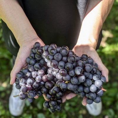 PURE & ZERO 無添加スチューベンジュース〈ストレート〉