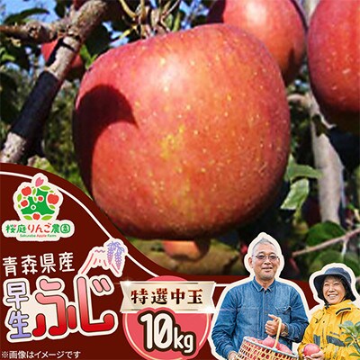 早生ふじ特選中玉10kg
