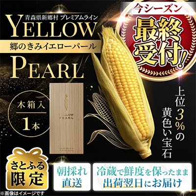 【関東・関西限定】収穫の翌日届く!「郷のきみイエローパール」高級とうもろこし　1本【さとふる限定】
