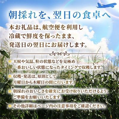 【関東・関西限定】収穫の翌日届く!「郷のきみイエローパール」高級とうもろこし　1本【さとふる限定】