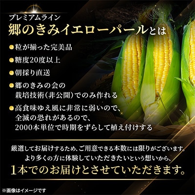 【関東・関西限定】収穫の翌日届く!「郷のきみイエローパール」高級とうもろこし　1本【さとふる限定】