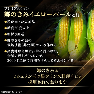 【関東・関西限定】収穫の翌日届く!「郷のきみイエローパール」高級とうもろこし　1本【さとふる限定】
