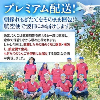 【関東限定】【朝採れりんごが翌日届く!】 葉取らずサンふじ  約3kg【さとふる限定】
