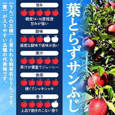 【関東限定】【朝採れりんごが翌日届く!】 葉取らずサンふじ  約3kg【さとふる限定】
