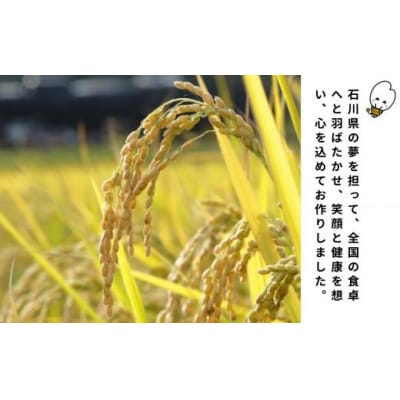 【新米先行受付】令和7年産 ゆめみずほ 精米 5kg 冷めても美味しい小松市産のお米