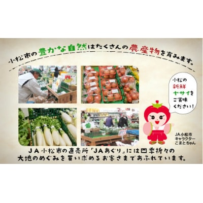 【6ヶ月定期便】小松市産季節の野菜詰め合わせ 定期便 JA小松 野菜定期便