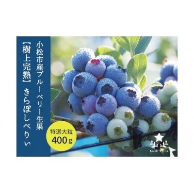 【季節限定】小松市産ブルーベリー「きらぼしべりぃ」 生果 400g 樹上完熟ブルーベリー