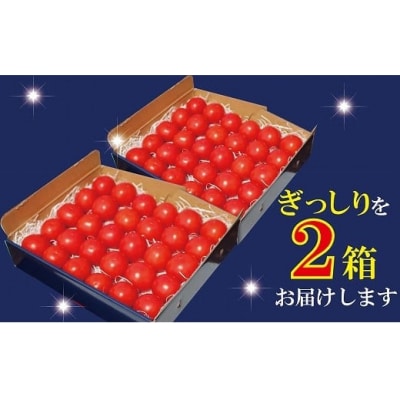 かがやきトマト 2箱(約70個) スイーツトマト 本田農園