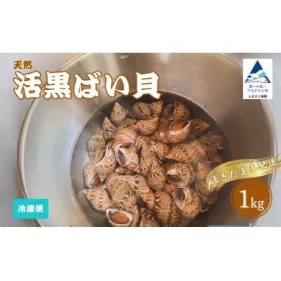 活黒ばい貝1kg 安宅漁港で水揚げ 新鮮 大粒ばい貝 ※冷蔵でお届け