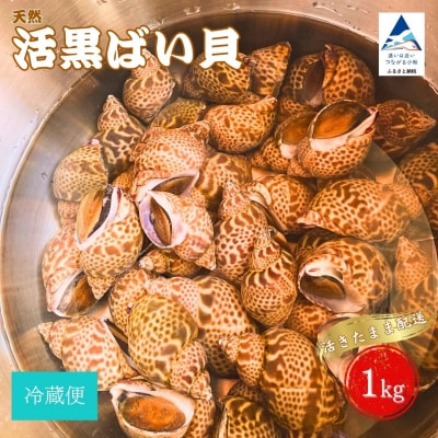 【先行予約】活黒ばい貝 1kg 安宅漁港で水揚げ 新鮮 大粒ばい貝 ※冷蔵でお届け