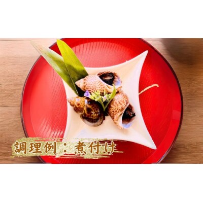 活黒ばい貝1kg 安宅漁港で水揚げ 新鮮 大粒ばい貝 ※冷蔵でお届け