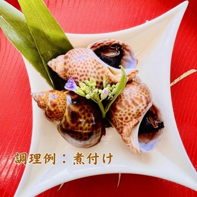 【先行予約】活黒ばい貝 1kg 安宅漁港で水揚げ 新鮮 大粒ばい貝 ※冷蔵でお届け