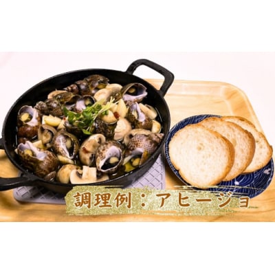 活黒ばい貝1kg 安宅漁港で水揚げ 新鮮 大粒ばい貝 ※冷蔵でお届け