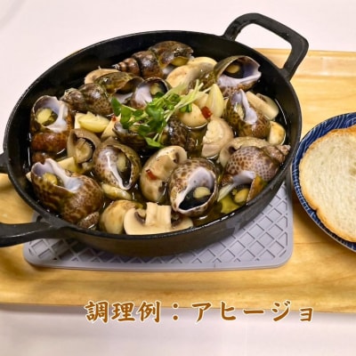 【先行予約】活黒ばい貝 1kg 安宅漁港で水揚げ 新鮮 大粒ばい貝 ※冷蔵でお届け
