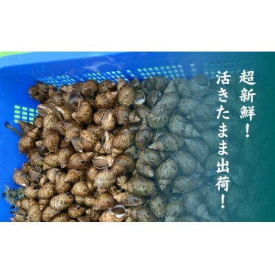 活黒ばい貝1kg 安宅漁港で水揚げ 新鮮 大粒ばい貝 ※冷蔵でお届け