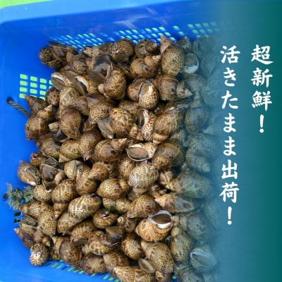 【先行予約】活黒ばい貝 1kg 安宅漁港で水揚げ 新鮮 大粒ばい貝 ※冷蔵でお届け