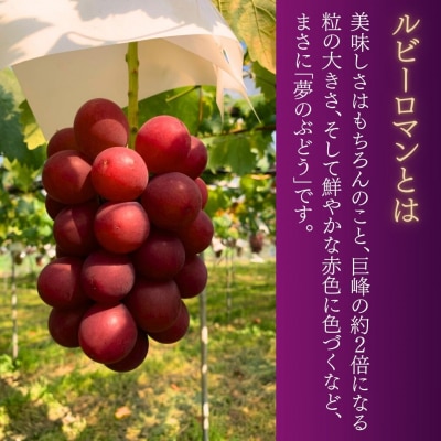 2026年 先行予約 大粒ぶどう ルビーロマン 贈答用 1房 600g~800g 石川県産ブドウ
